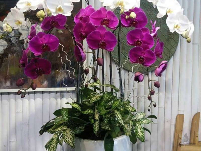 LAN HỒ ĐIỆP TRẮNG TÍM 09 CÀNH