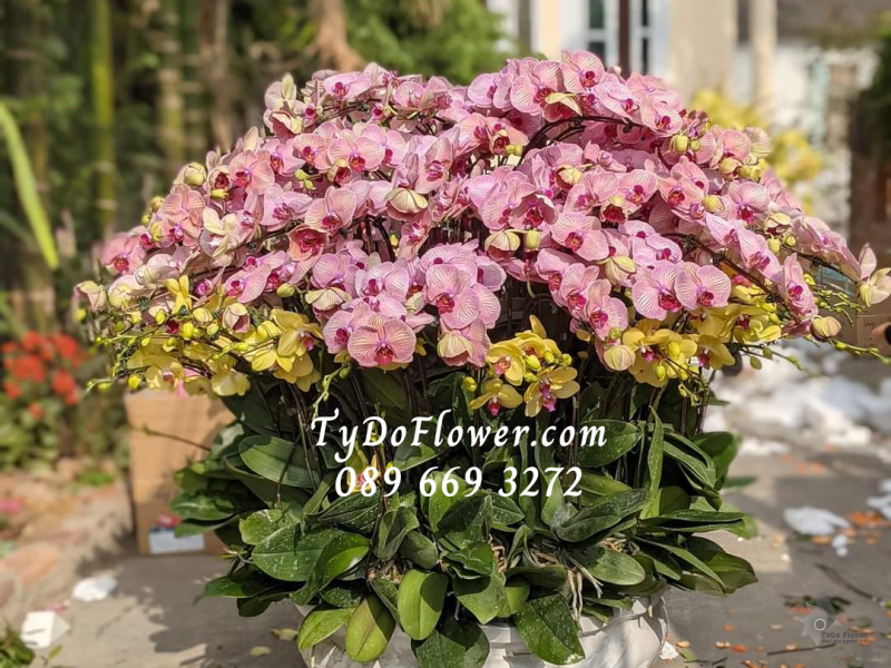 LAN HỒ ĐIỆP HỒNG VÀNG 69 CÀNH LHD1000