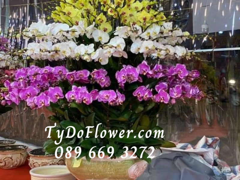 LAN HỒ ĐIỆP VÀNG TRẮNG TÍM 79 CÀNH LHD1002