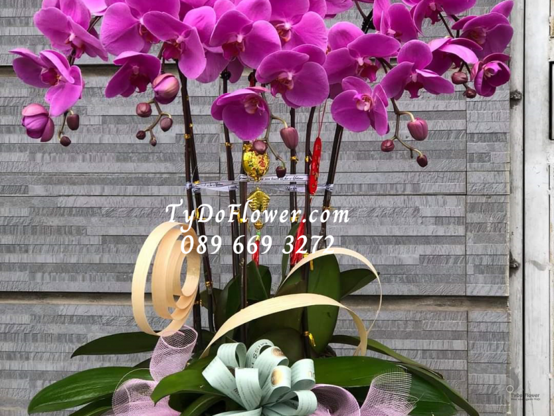 LAN HỒ ĐIỆP HỒNG 05 CÀNH LHD1001