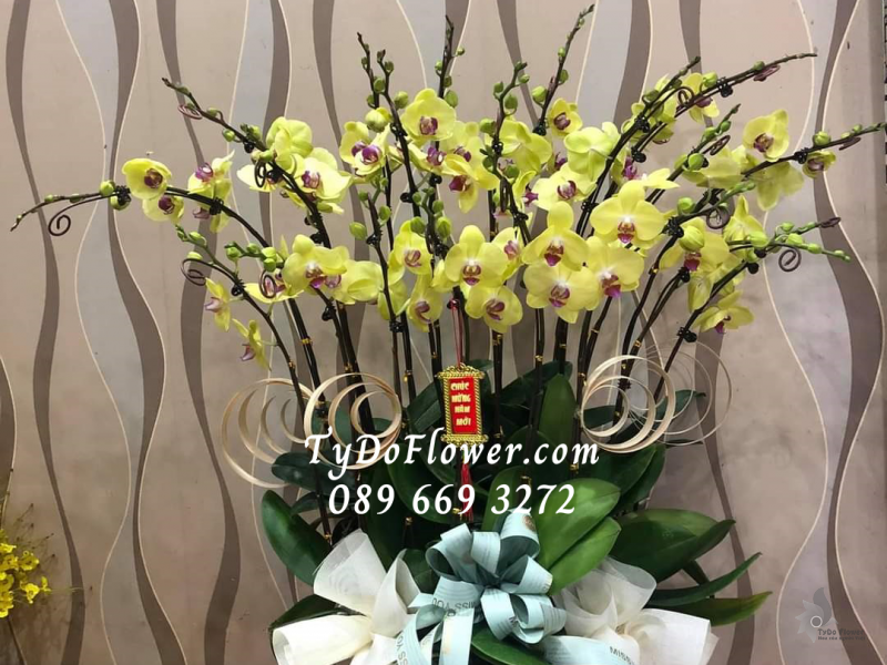 LAN HỒ ĐIỆP VÀNG 15 CÀNH LHD1004