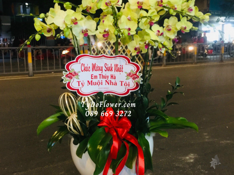 LAN HỒ ĐIỆP HỒNG VÀNG 10 CÀNH LHD1005