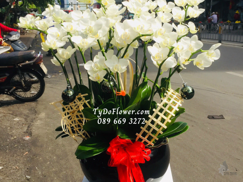 LAN HỒ ĐIỆP TRẮNG 10 CÀNH LHD1006