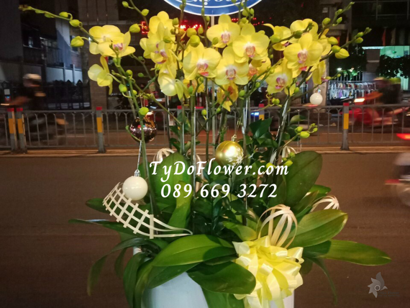 LAN HỒ ĐIỆP VÀNG 07 CÀNH LHD1008