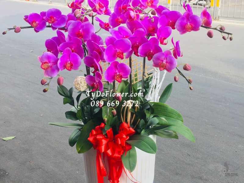 LAN HỒ ĐIỆP TÍM 05 CÀNH LHD1009