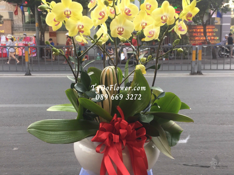 LAN HỒ ĐIỆP MINI VÀNG 05 CÀNH LHD1010