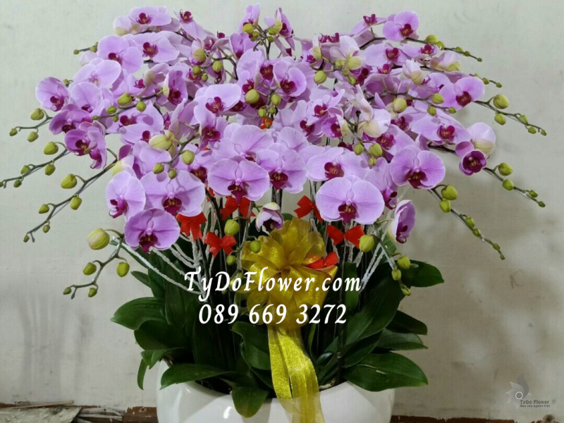 LAN HỒ ĐIỆP HỒNG 19 CÀNH LHD1011