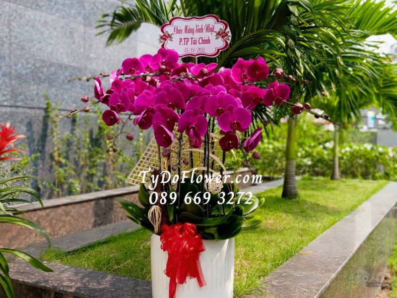 LAN HỒ ĐIỆP TÍM 07 CÀNH LHD1013