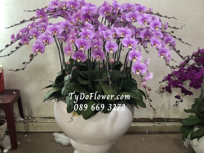 LAN HỒ ĐIỆP HỒNG 25 CÀNH LHD1014