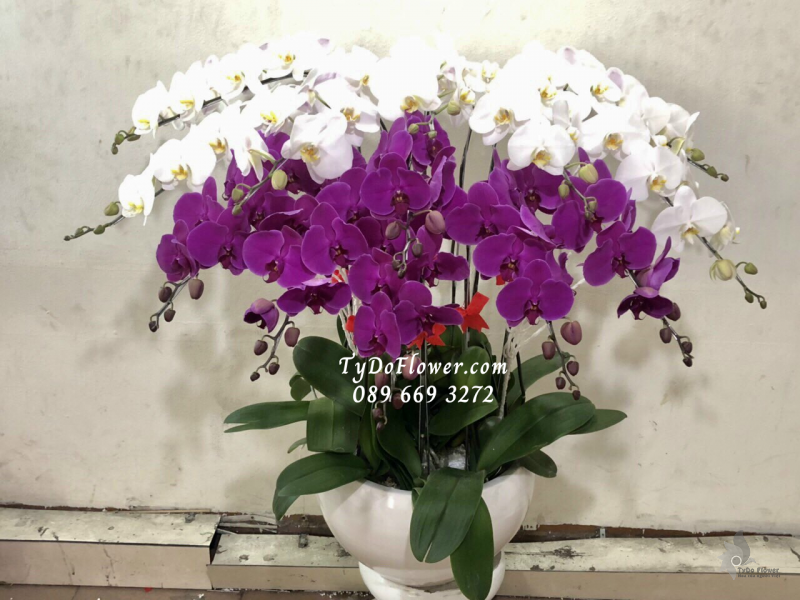 LAN HỒ ĐIỆP TRẮNG TÍM 15 CÀNH LHD1015