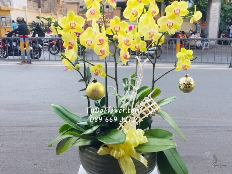 LAN HỒ ĐIỆP VÀNG 05 CÀNH LHD1016