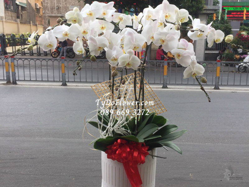 LAN HỒ ĐIỆP TRẮNG 06 CÀNH LHD1018