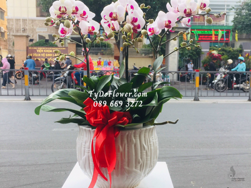 LAN HỒ ĐIỆP MINI TÍM 03 CÀNH LHD1019