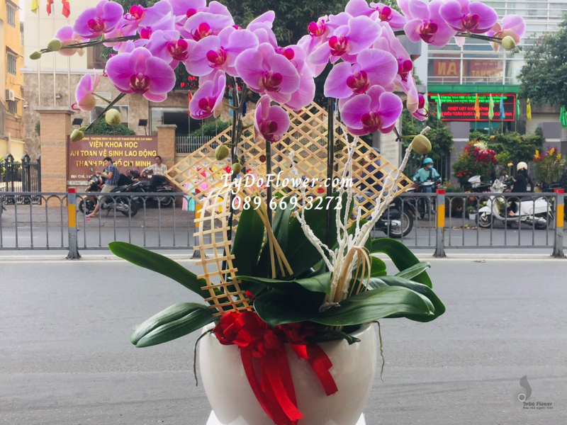 LAN HỒ ĐIỆP HỒNG 05 CÀNH LHD1020